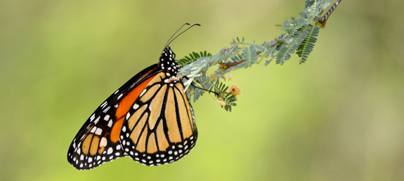 Research Concludes "Summer Abundance" of Monarchs Sufficient to Buffer Winter Declines - National Butterfly Center
